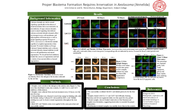 Proper Blastema Formation Requires Innervation in Aeolosoma (Annelida) [Poster] Thumbnail