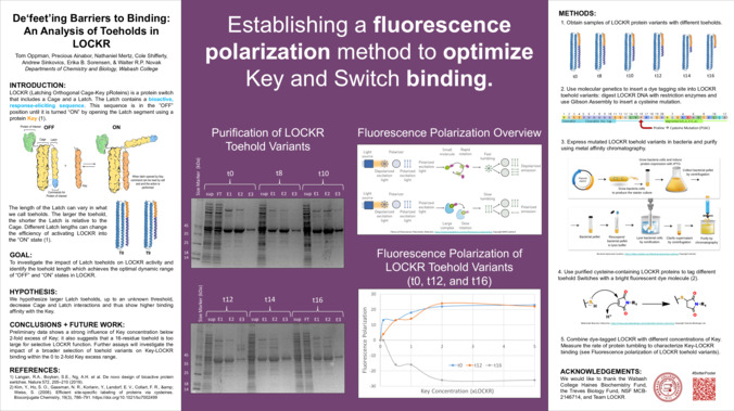 De'feeting' Barriers to Binding: An Analysis of Toeholds in LOCKR  [Poster] Miniaturansicht